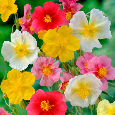 Heirloom Helianthemum Flower Seeds, Non-GMO Rock Rose Blooms for Sun-Loving Garden Planting