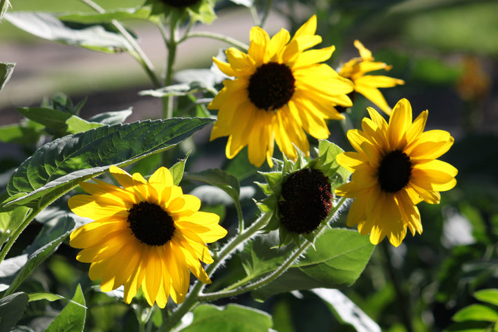 Heirloom Non-GMO Helianthus Annuus Flower Seeds for Planting – Bright Sunflower Blooms for Gardens