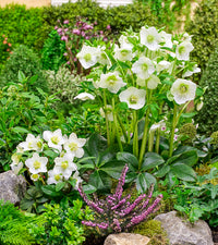 Great White Double Hellebore