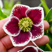 Romantic Getaway Single Hellebore