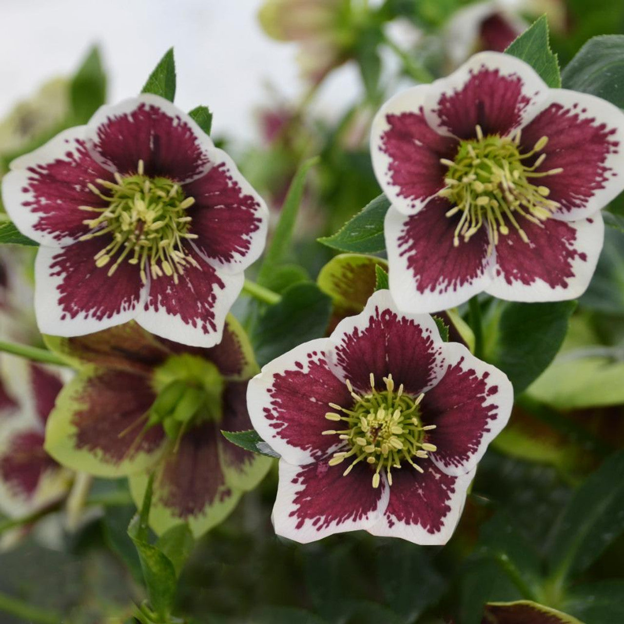 Romantic Getaway Single Hellebore