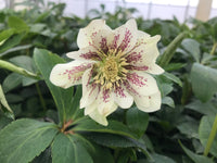 Confetti Cake Double Hellebore