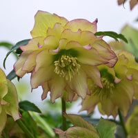 First Dance Double Hellebore
