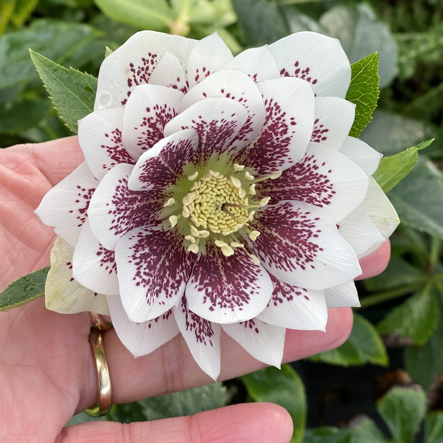 Confetti Cake Double Hellebore