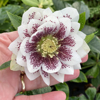 Confetti Cake Double Hellebore