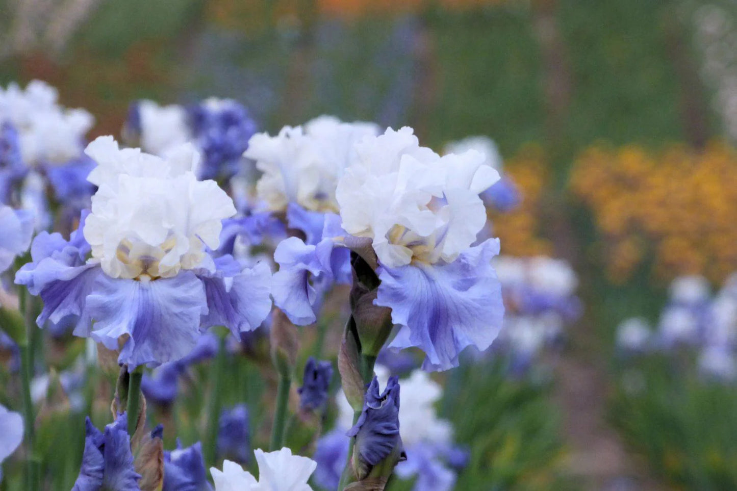 Stairway to Heaven Bearded Iris Seeds