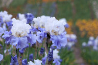 Stairway to Heaven Bearded Iris Seeds