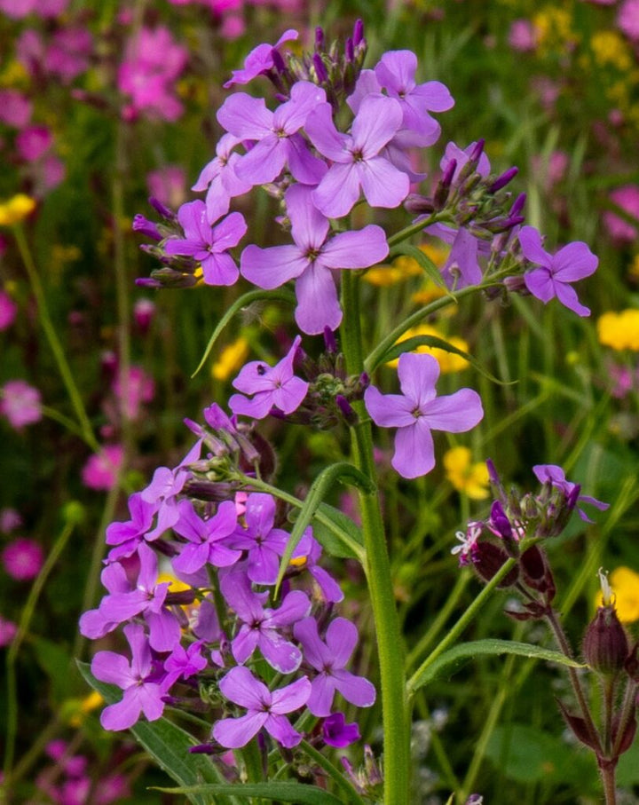 Heirloom Hesperis Flower Seeds, Non-GMO Fragrant Garden Blooms for Pollinator-Friendly Planting