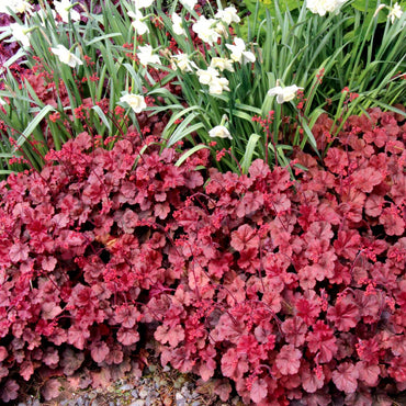 Cherry Cola Heuchera