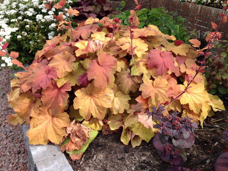 Mega Caramel Heuchera