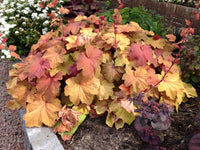 Mega Caramel Heuchera