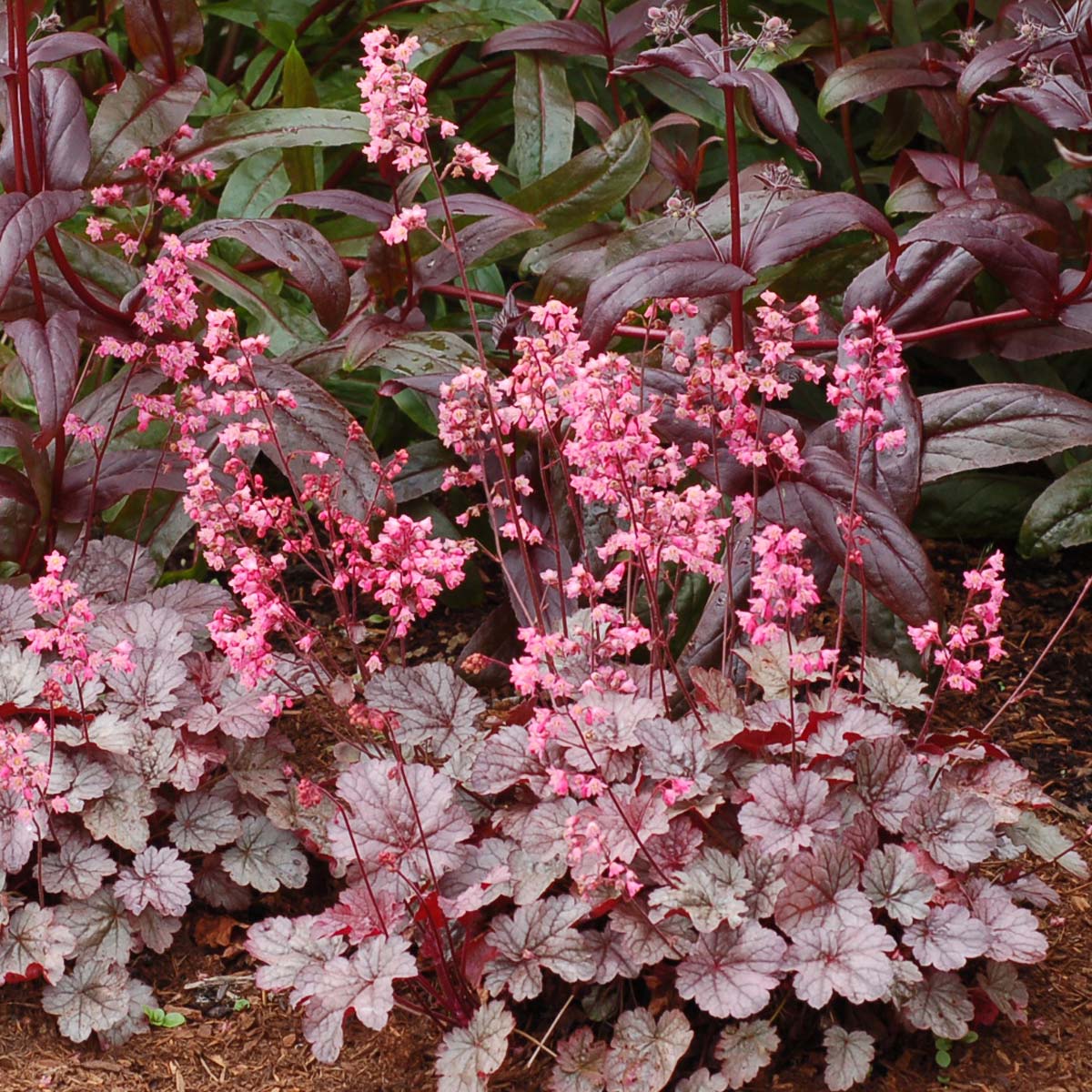 Milan Heuchera
