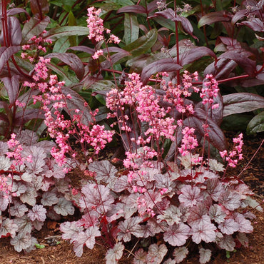 Milan Heuchera