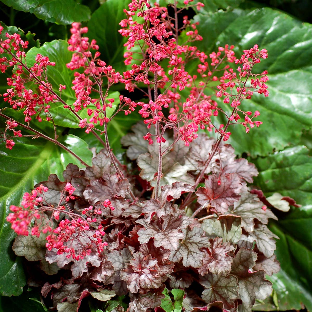 Milan Heuchera