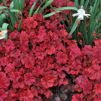 Cherry Cola Heuchera