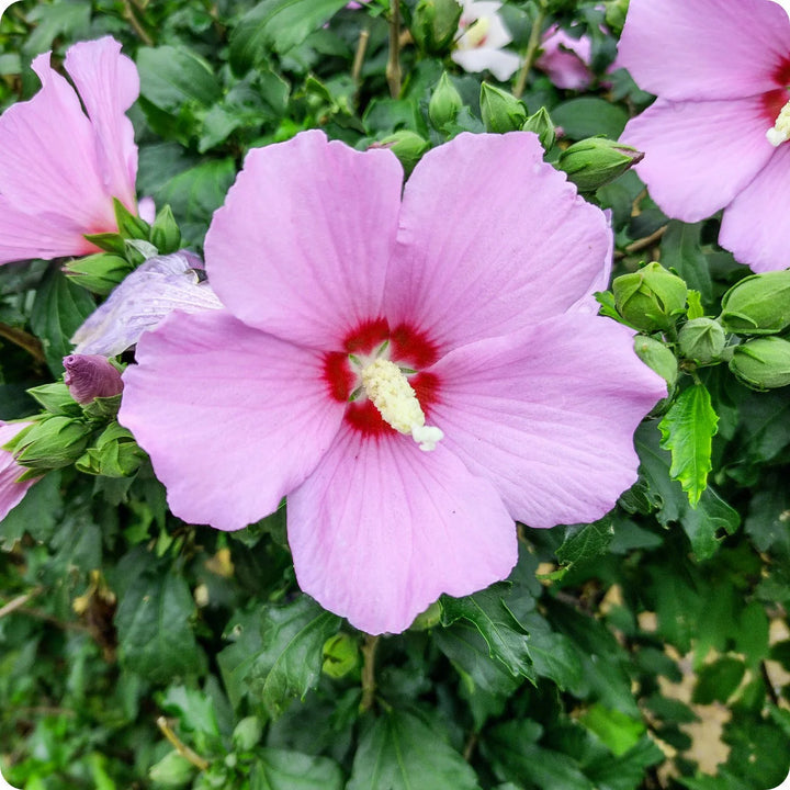 Rose of Sharon Hibiscus Seeds for Planting – Heirloom, Non-GMO Flower Garden Seeds