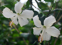 White Hibiscus Heirloom Non-GMO Seeds for Planting