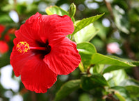 Red Hibiscus Rosa-Sinensis Flower Seeds – Heirloom, Non-GMO Flower Seeds for Planting