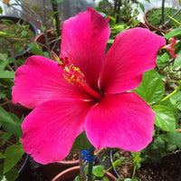Hibiscus Flower Seeds – Heirloom, Non-GMO, Tropical Flower Seeds for Planting