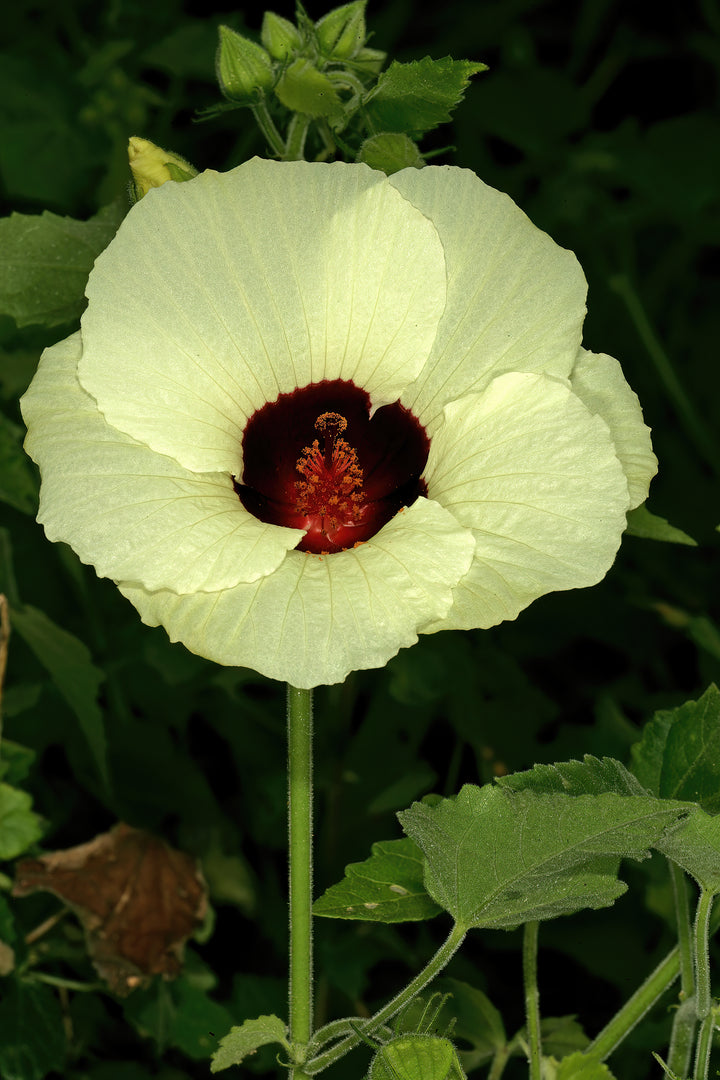 Hibiscus Vitifolius Flower Seeds – Heirloom, Non-GMO Flower Seeds for Planting