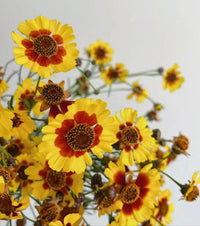 Heirloom Non-GMO Sanvitalia Procumbens Flower Seeds for Planting – Ground Cover with Bright Yellow Blooms