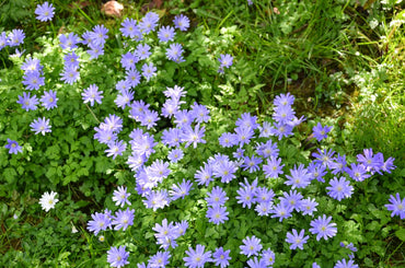 Blue Shades Grecian Windflowers Seeds