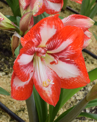 Pierrot Amaryllis  Seeds