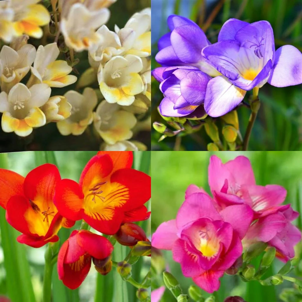 Freesia Bulbs