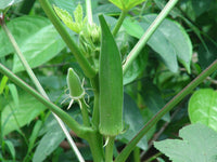 Terrace Vegetables View Fruit Plant Okra Kidney Seeds