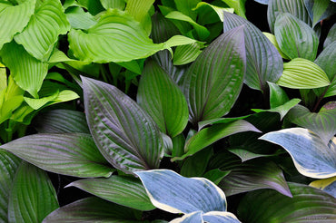 First Blush Hosta