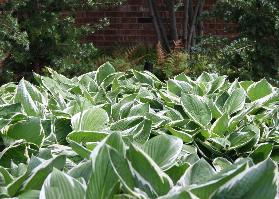 Francee Hosta