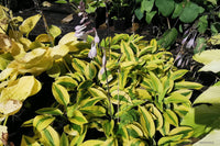 Glad Rags Hosta