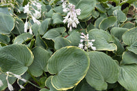 Minke Hosta