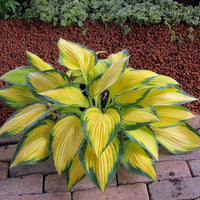 Orange Marmalade Hosta
