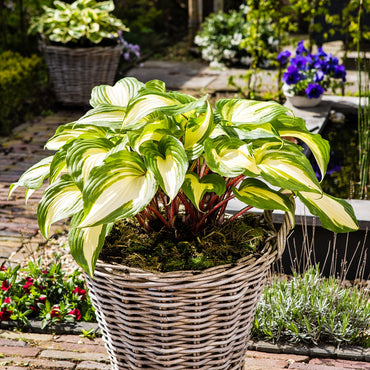 Raspberry Sundae Hosta
