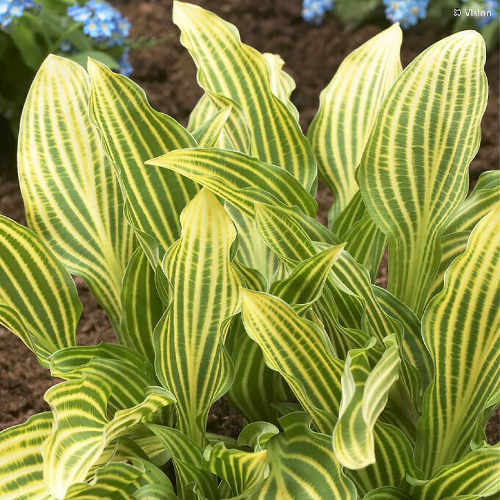 Siberian Tiger Hosta