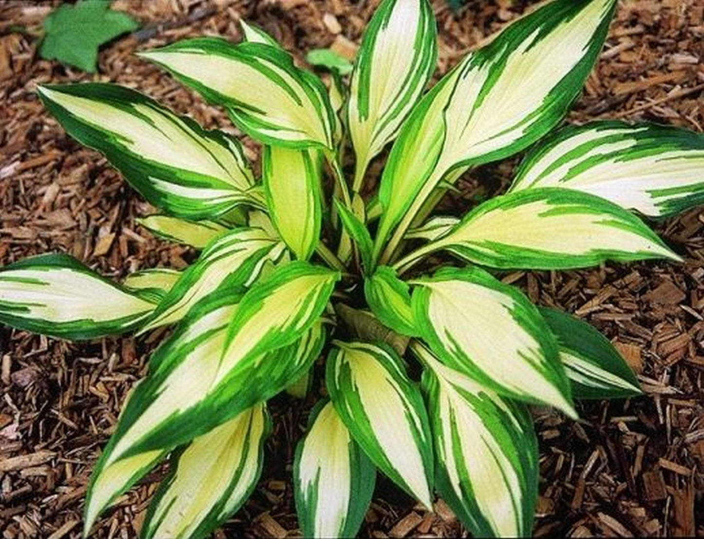 Cherry Berry Hosta