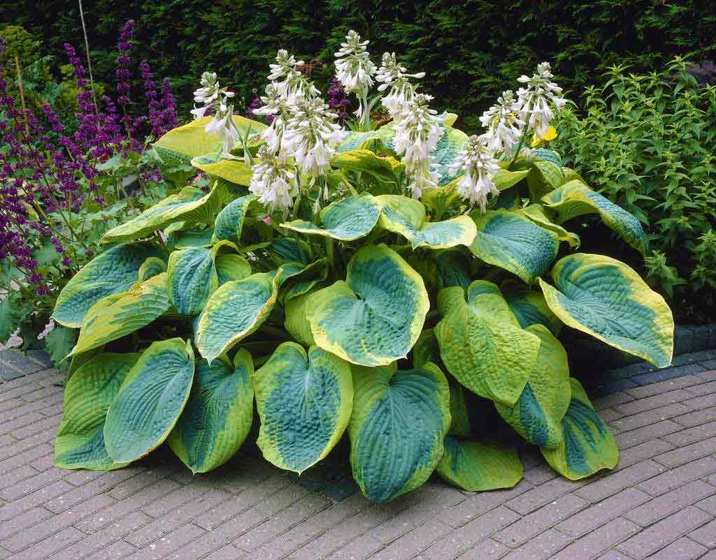 Frances Williams Hosta