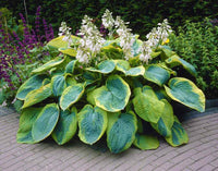 Frances Williams Hosta