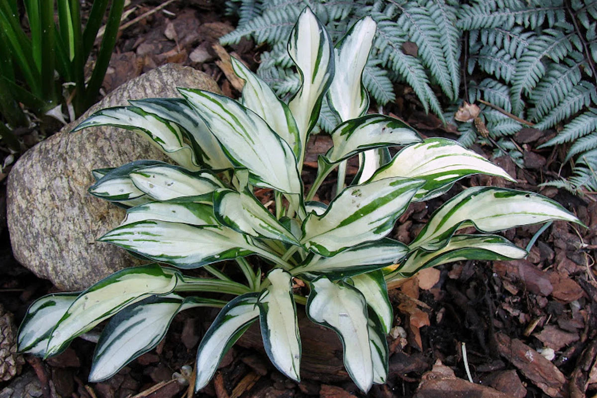 Fireworks Hosta
