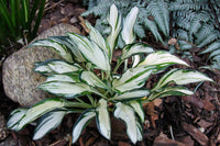 Fireworks Hosta
