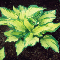 Fortunei Albopicta Hosta