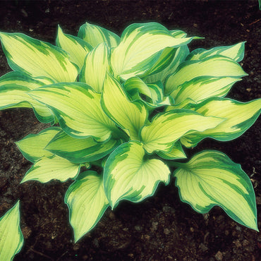 Fortunei Albopicta Hosta