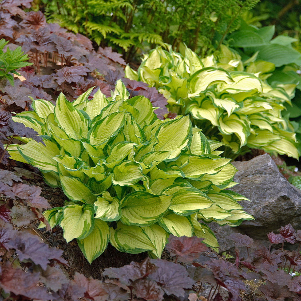 Gold Standard Hosta