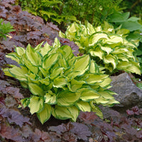 Gold Standard Hosta