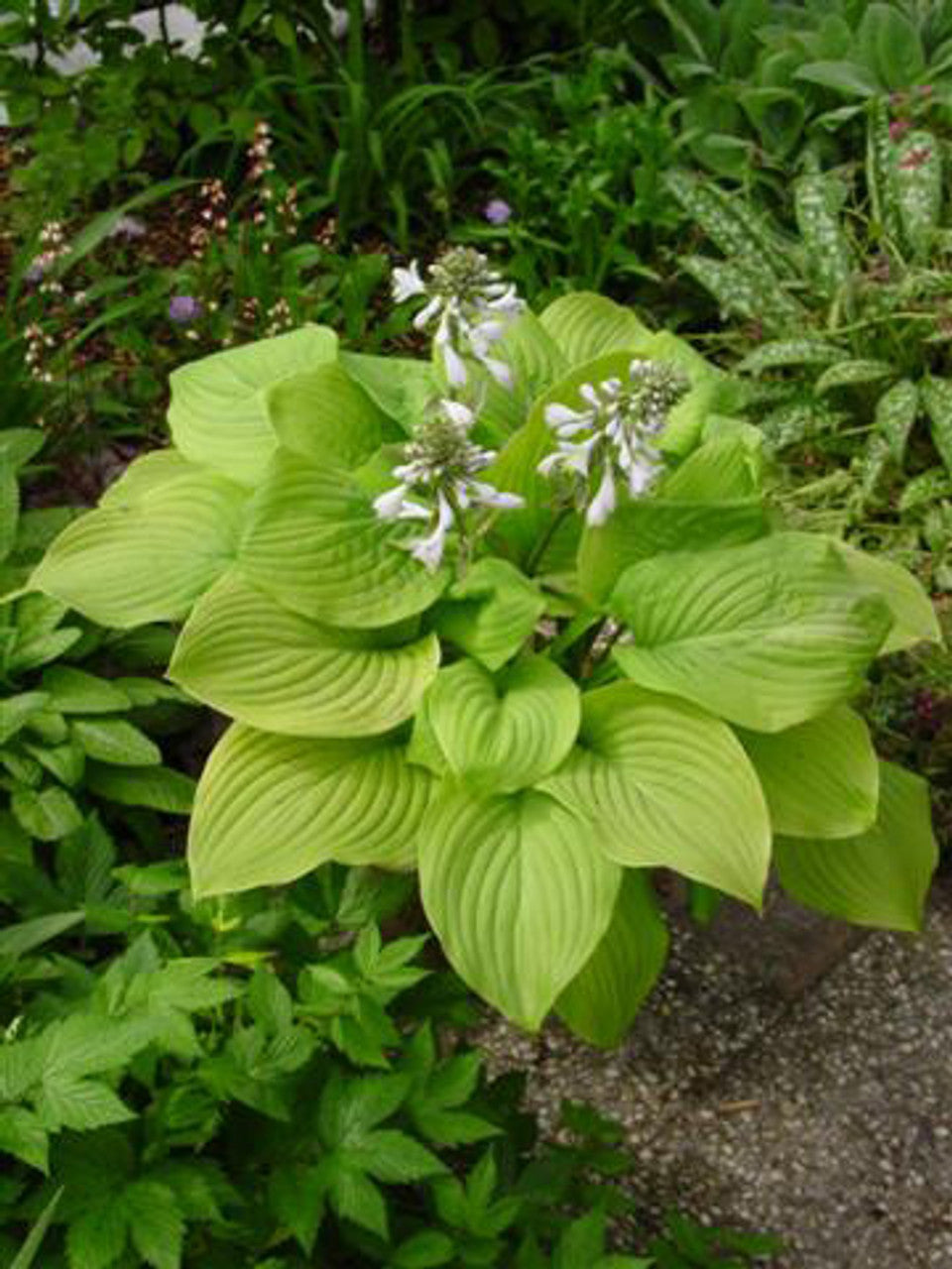 Honeybells Hosta