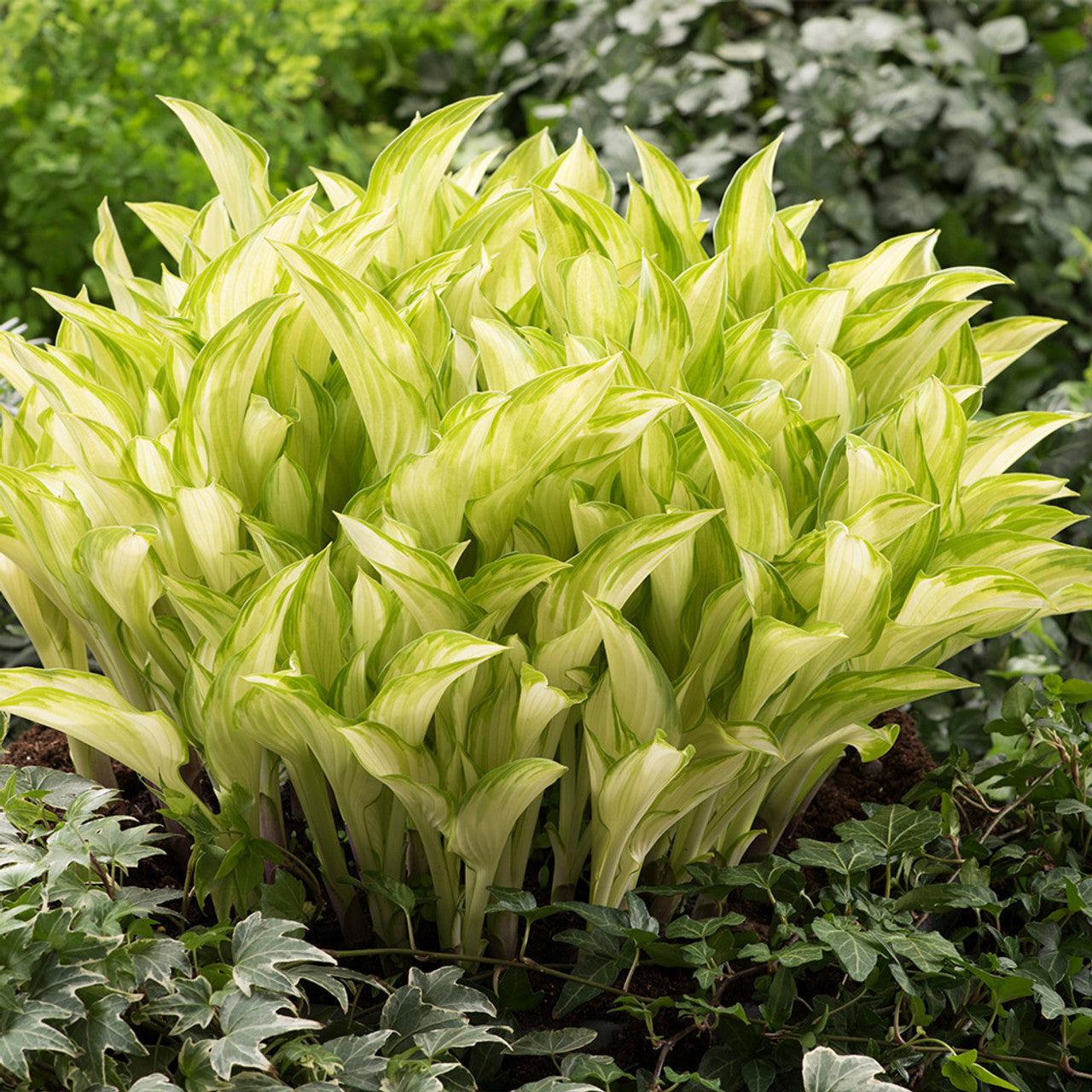 Kiwi Spearmint Hosta