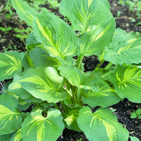 Lakeside Paisley Print Hosta