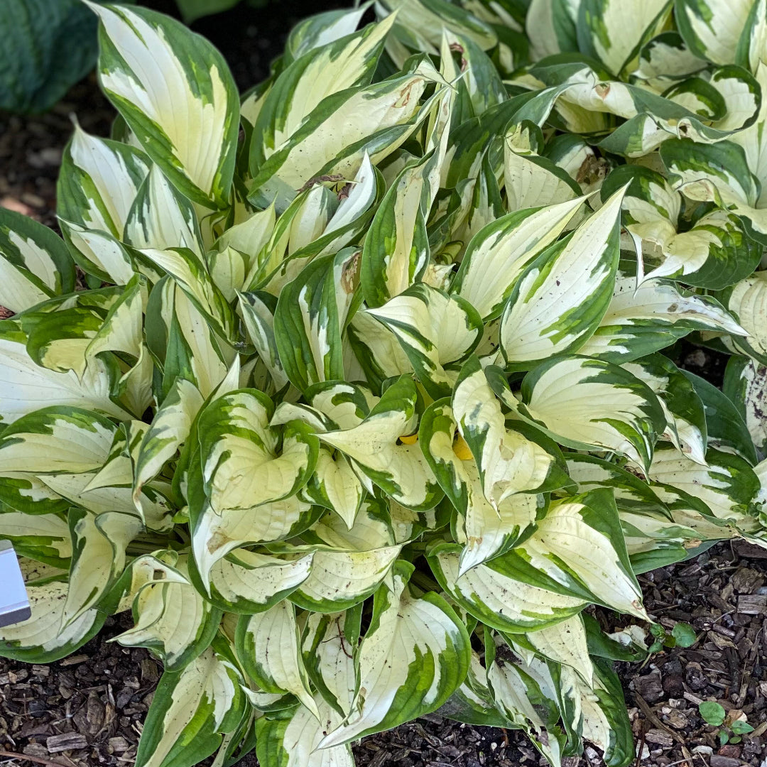 Loyalist Hosta