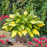 Orange Marmalade Hosta
